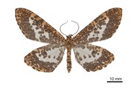 藏品(狹翅豹紋尺蛾)的圖片